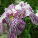 00                            Orchid-43 -800x600