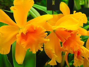 00                            Orchid-77--800x600