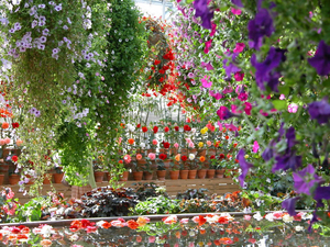 00                         Botanical-Garden-3-1 -800x600