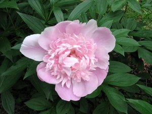 00                0454 Tretty in pink Gordon
