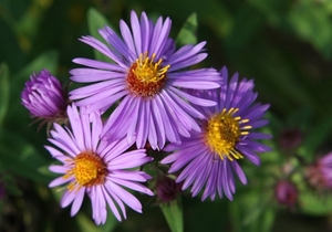 00                  1036 5 Fall Wildflowers Gordon Garcia.