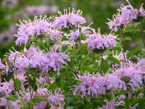 00                         58 Bee Balm Gordon