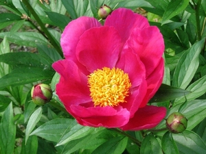 00                                   Peonies in Bloom Gordon