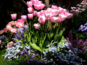 00                                Tulips-166 -800x600