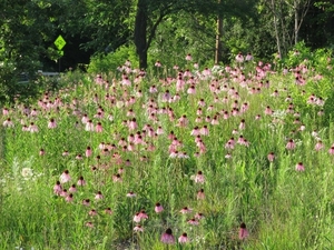 00                                  Prairie Remnant Gordon.