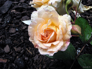 0-                  rosa-moschata