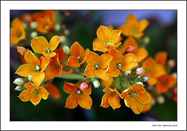 De tuin van Hans Chr. Sorensen.