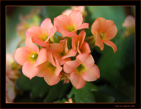 De tuin van Hans Chr. Sorensen.