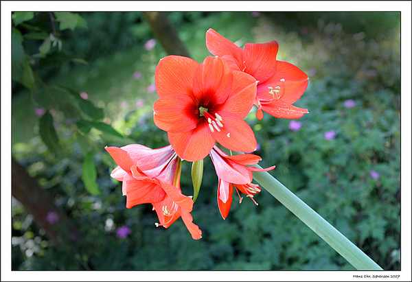 De tuin van Hans Chr. Sorensen.