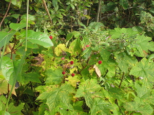 Alaska08 167