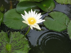 Thailand 046