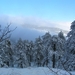 bos sneeuw