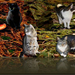 mijn katjes in 't bos