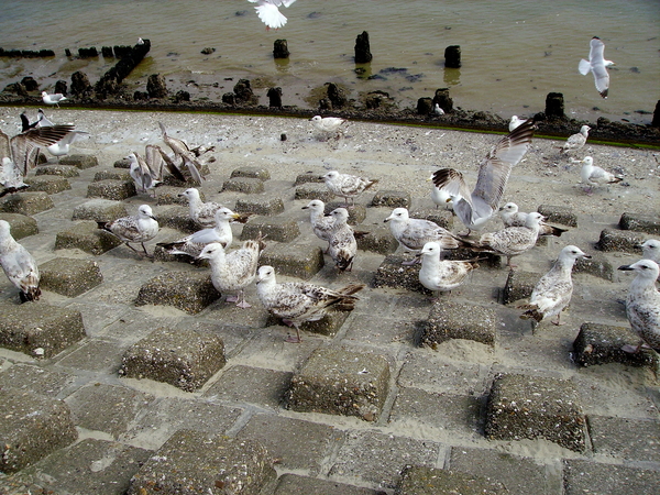 Meeuwen wachtend op een stukje brood