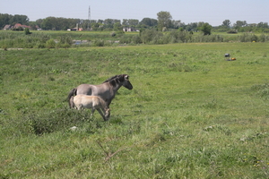 paarden