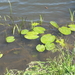 waterplanten