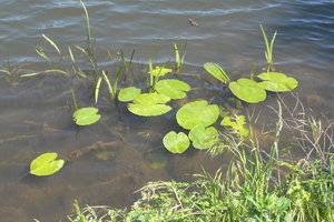 waterplanten