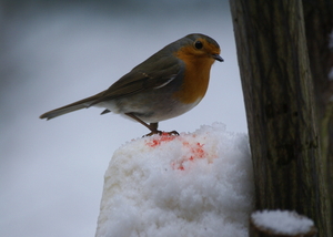 roodborst