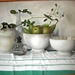 2003 peren in kom met witte rozen