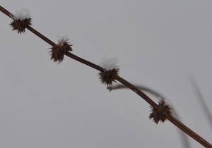 detail plant in de sneeuw