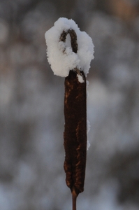 detail plant met sneeuw