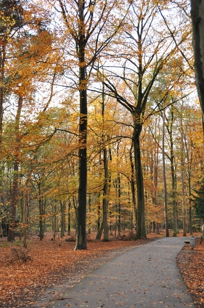 wandelbos in de herfst tilburg