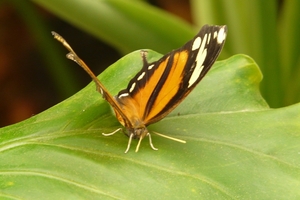 vlinder duitsland