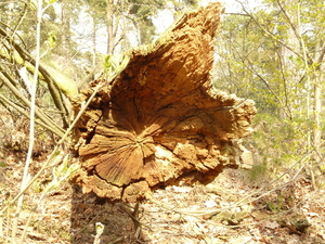 gevallen boom oisterwijk