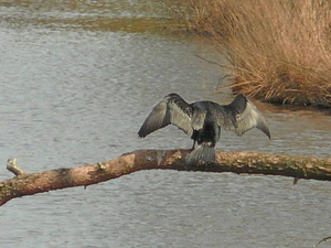 vogel op tak
