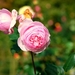 Een roos uit onze rozentuin