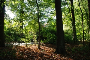 Herfst in Groenenberg