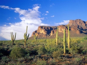 landschap 12 (Arizona) (Medium)