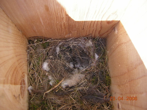 Pimpelmeesjes 2006 003-1