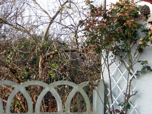 koolmeesjes 04-2007 010