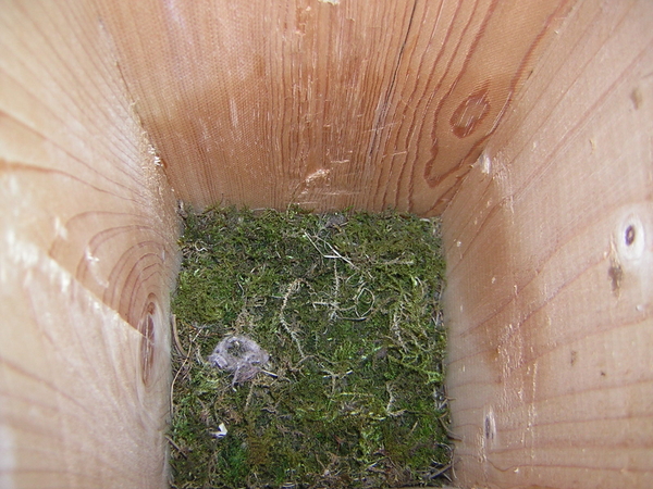 Koolmeesjes 04-2007 013