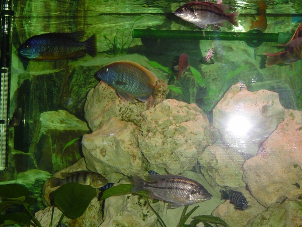 FOTOS VAN VOGELS 003