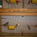 FOTOS VAN VOGELS 027