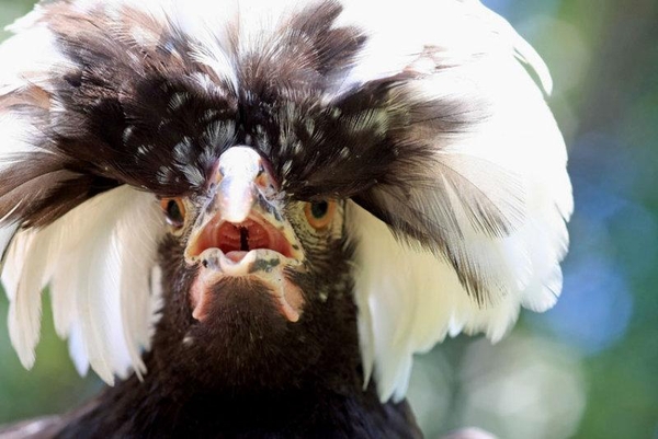 0- a Polish Crested Photo Briar. (Medium)