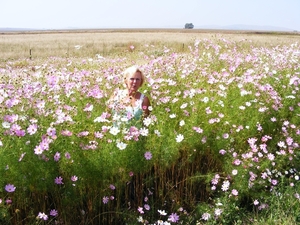 Marelize tussen Cosmos langs de grote weg