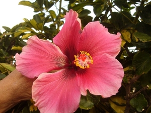 Hibiscus by ons in tuin