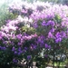 Bomen by ons in de tuin