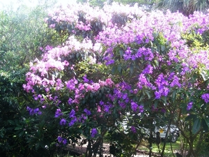 Bomen by ons in de tuin