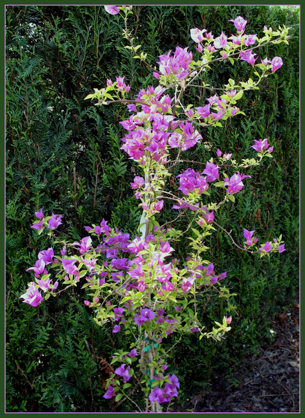 Lila Bougainvilla