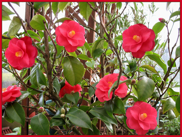 Camelia