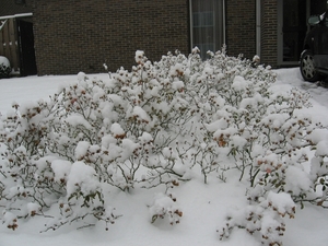 Rozenperk onder sneeuw