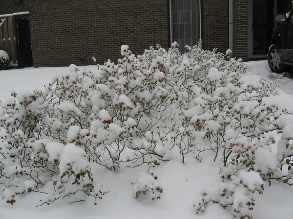 Rozenperk onder sneeuw