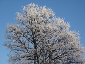 De eerste winterprik in 2009