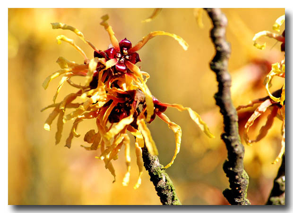 hamamelis