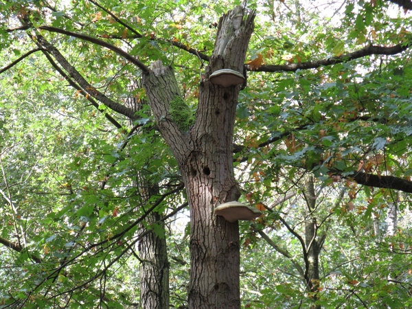 Bladeren en tonderzwam