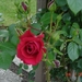 DSC02186